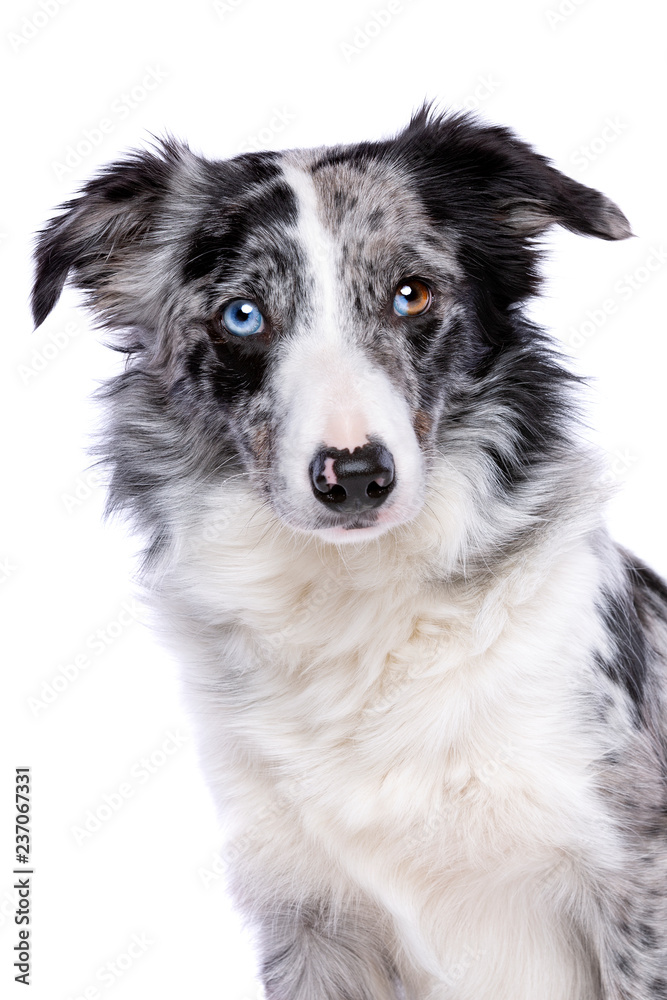 Blue merle border collie