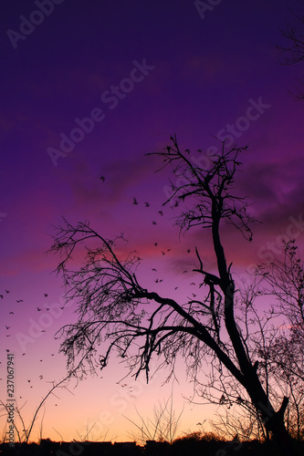 Silhouette of trees with a flight of birds in the background © Bruno