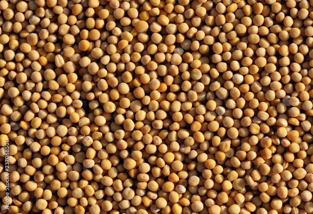 Mustard
