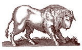 Buffalo bos bison in profile side view. Illustration after antique engraving from 17th century