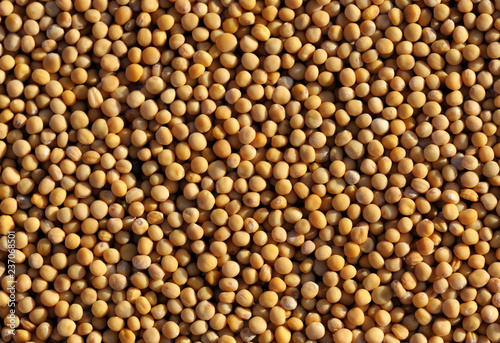 Obraz na płótnie Mustard w salonie