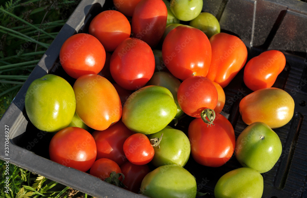 Tomato