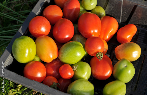 Obraz na płótnie Tomato w salonie