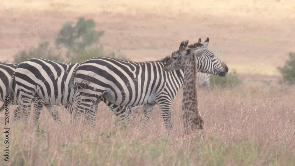 Baby Giraffe sitting on ground surrounded by zebras in Maasai Mara Baby Giraffe sitting on ground surrounded by zebras in Maasai Mara