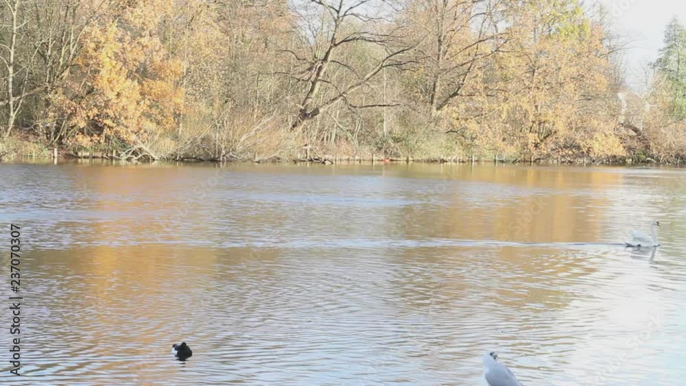 Swans, ducks, seagulls and grey heron wild birds swimming in a lake and river with colourful autumn trees reflection Swans, ducks, seagulls and grey heron wild birds swimming in a lake and river with colourful autumn trees reflection