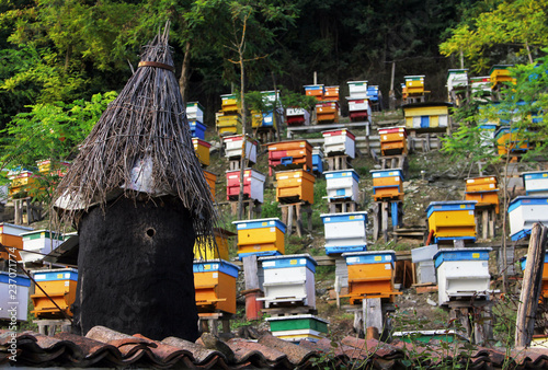 Colorful hives of Bulgarian apiary (bee yard)