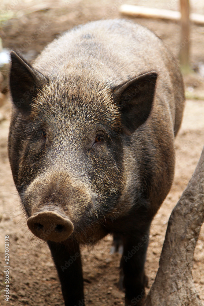 Portrait of adult female pig (Central European wild boar) Portrait of adult female pig (Central European wild boar)