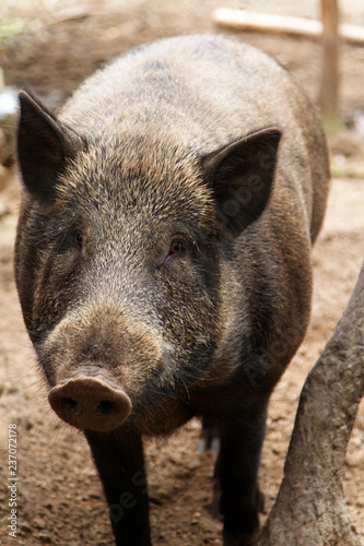 Obraz na płótnie Portrait of adult female pig (Central European wild boar)