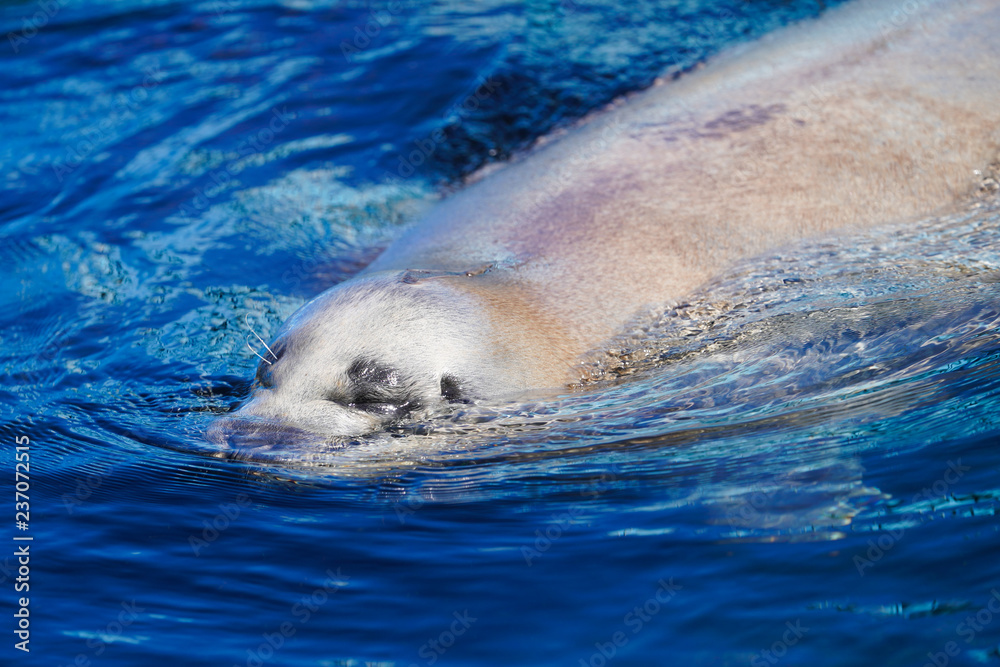Obraz premium アザラシ