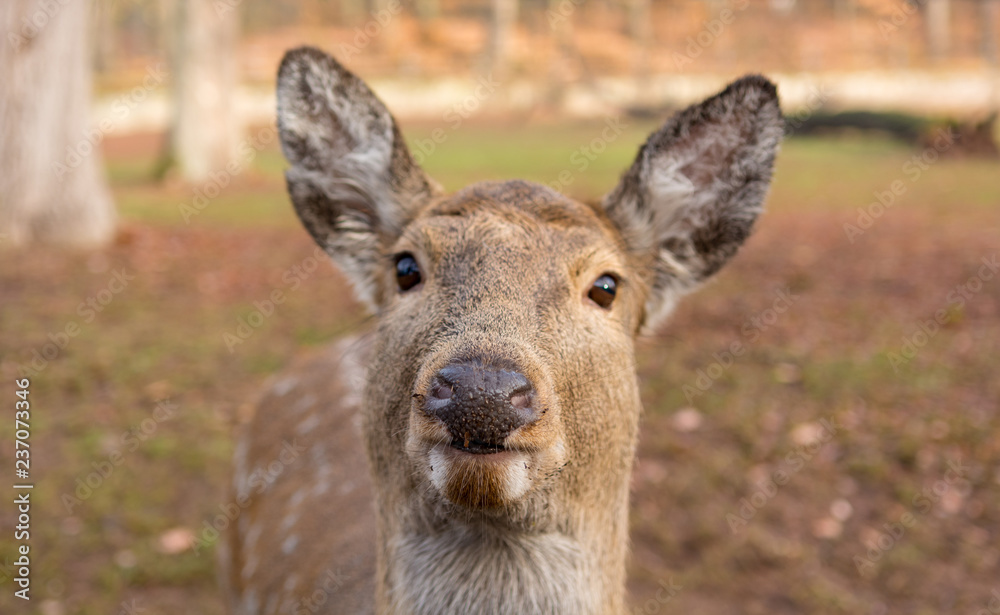 Portrait of a young doe posing outdoor in zoo. Portrait of a young doe posing outdoor in zoo.