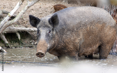Canvas Print Portrait of adult female pig (Central European wild boar) standing in water