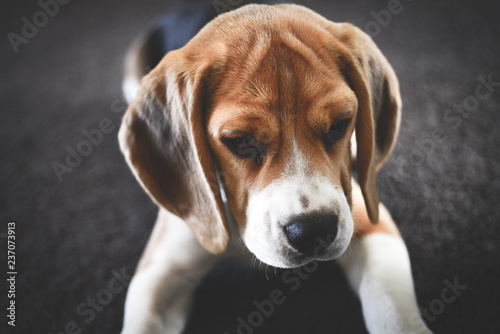 Beagle © Blair