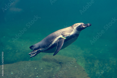 Cute penguin diving in water and searching for food.