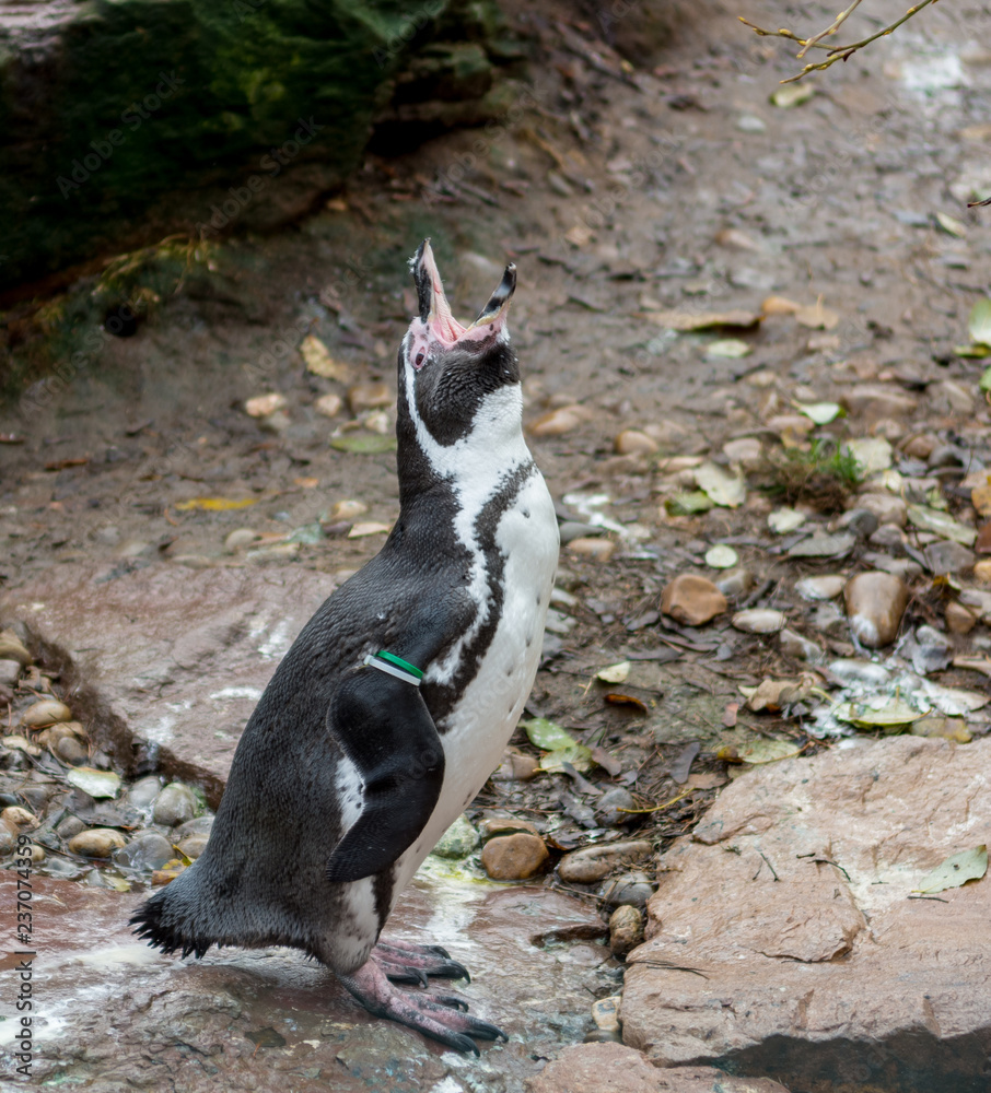 Fototapeta Penquin pozować plenerowy na skałach lokalny zoo siedlisko.