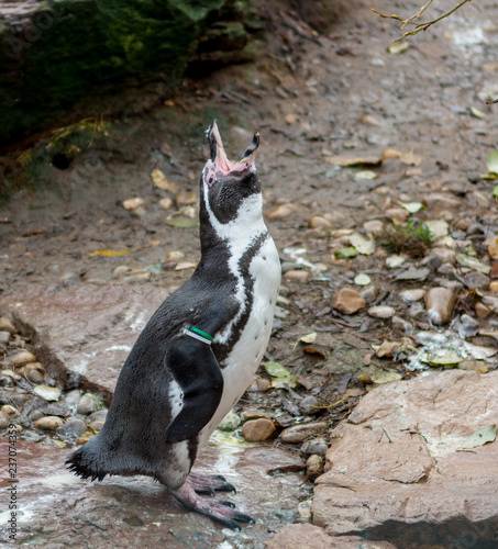 Penquin posing outdoor on rocks of local zoo habitat.