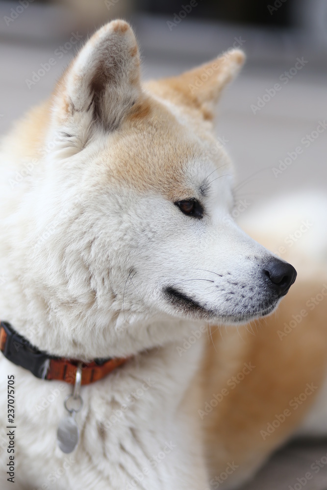 Head of a young purebred akita inu japanese dog