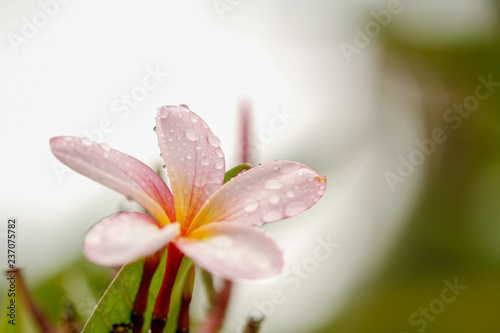 Plumeria / frangipani flowers during the morning filled with dew.