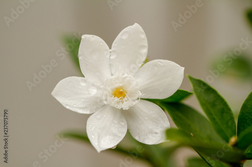 Jasmine white flowers small gardenia pitchaya jasmine