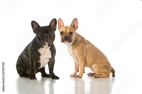 Pareja de bulldogs franceses, uno negro y el otro color canela. Fotografía de estudio. Fondo blanco photo