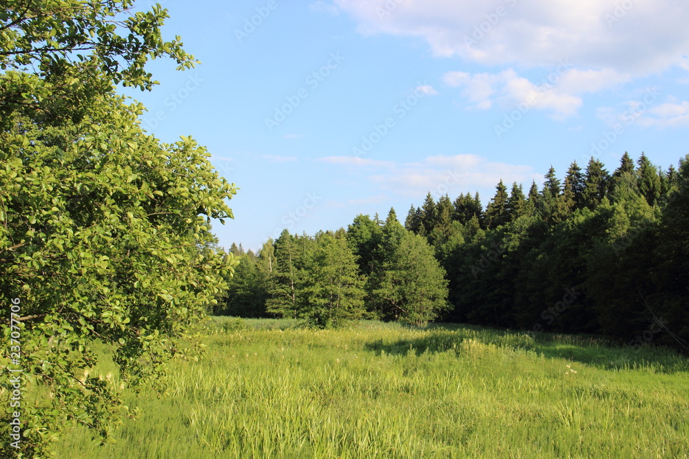 forest Meadow