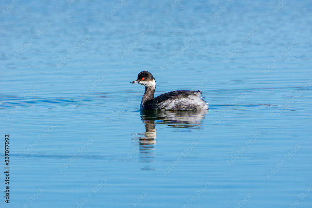 black-necked grebe