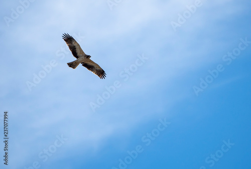 Booted eagle