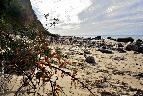 Fototapeta Naklejka Na Ścianę i Meble -  Sea buckthorn bush growing on the sand dunes of the Baltic beach.