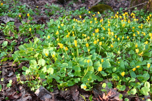 yellow flowers in the forest
