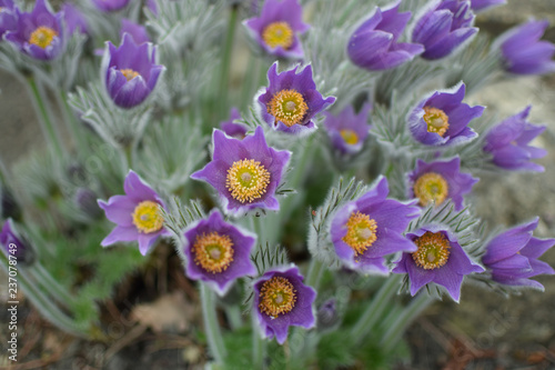  Pulsatilla patens  - Prairie Crocus. Violet flowers close up.