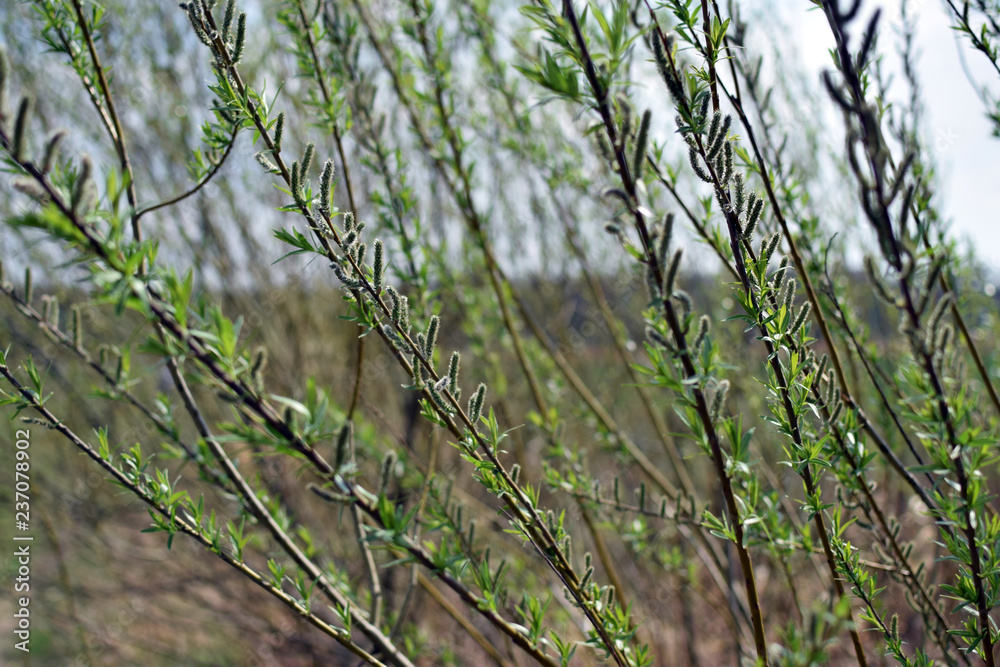 Shrub catkin in spring times. Blooming trees buds. Shrub catkin in spring times. Blooming trees buds.
