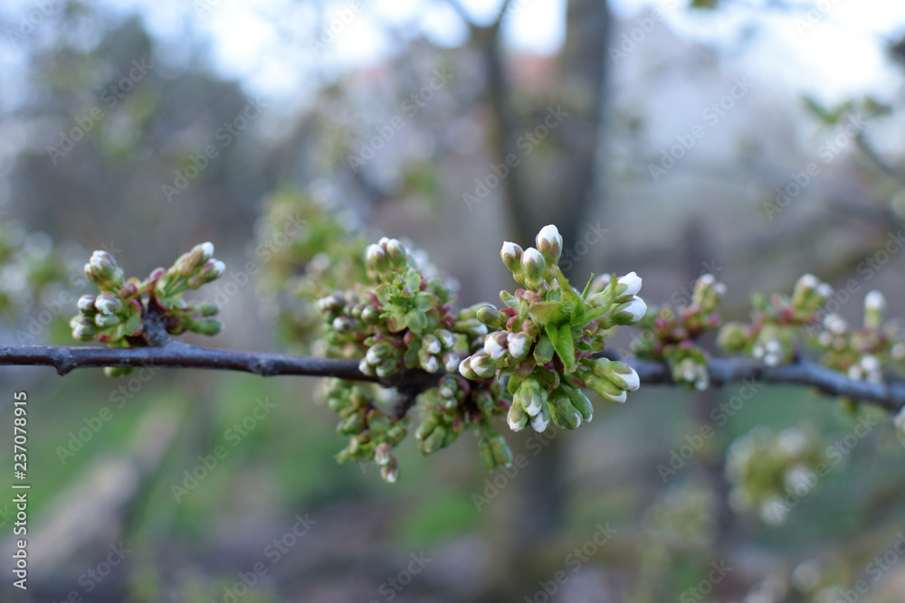 Blooming cherry buds in springtime. Wild cherry (Prunus avium). Spring. Blooming cherry buds in springtime. Wild cherry (Prunus avium). Spring.