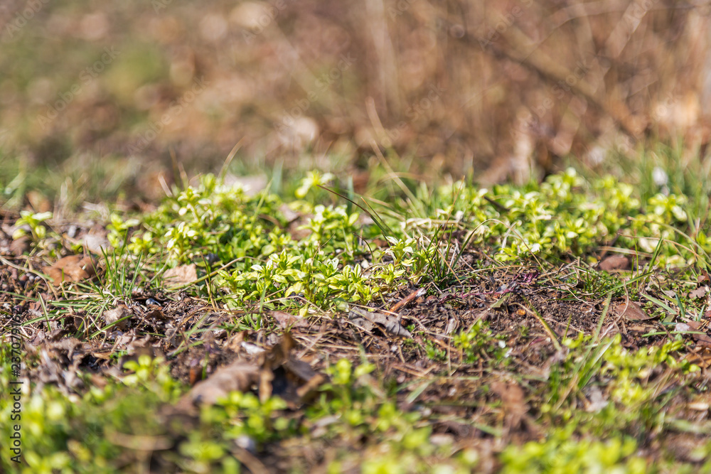 Forest bedding in spring Forest bedding in spring