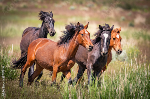 Running Wild Horses 