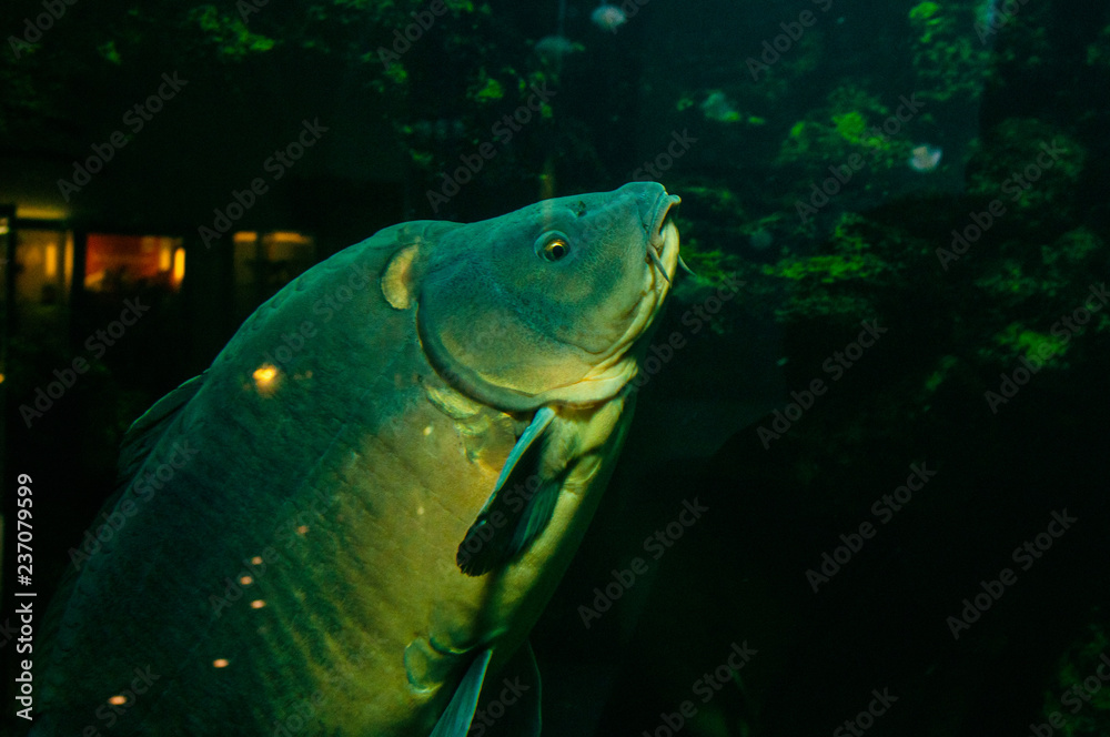 Naklejka premium Berlino