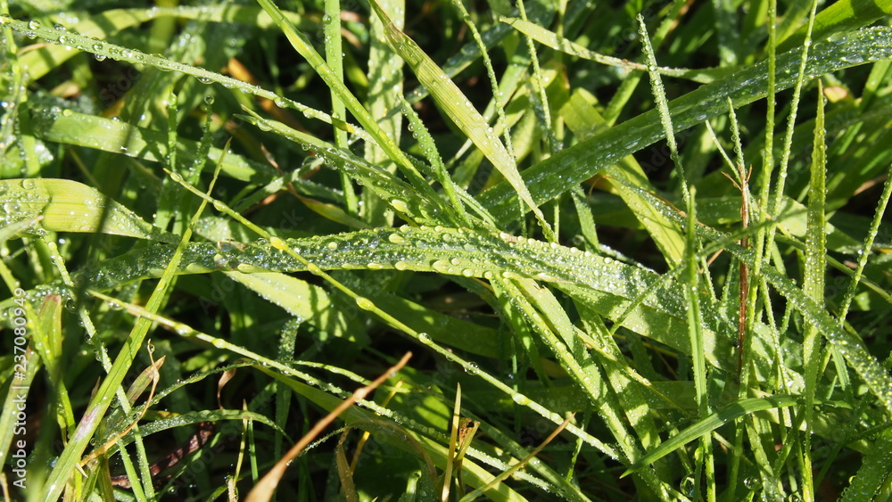 Green grass in sunny day after rain