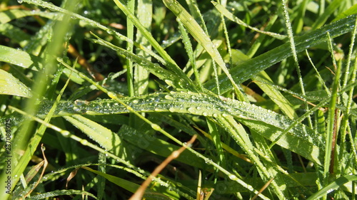 Green grass in sunny day after rain © suharik