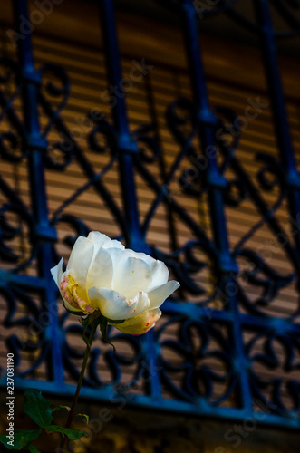 White rose next to window with bars photo