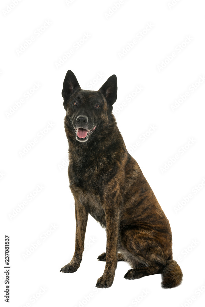 Portrait of a Dutch Shepherd dog, brindle coloring, isolated on a white background seen from the front sitting