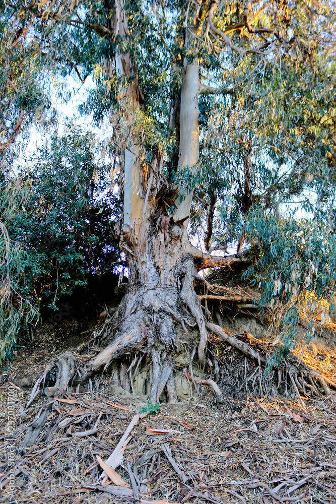Eucalyptus Tree with roots 