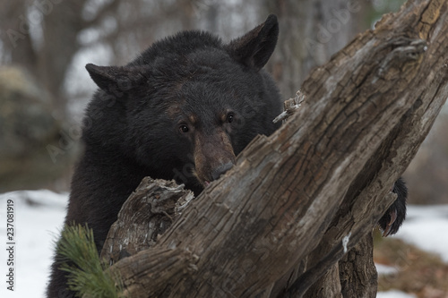 Black Bear (Ursus americanus) Digs Into Log
