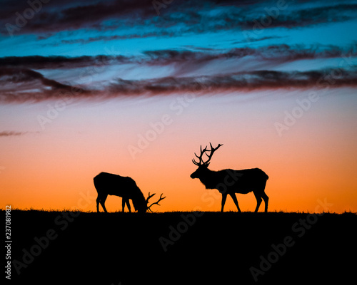 Roaming Elk in Point Reyes at Sunset