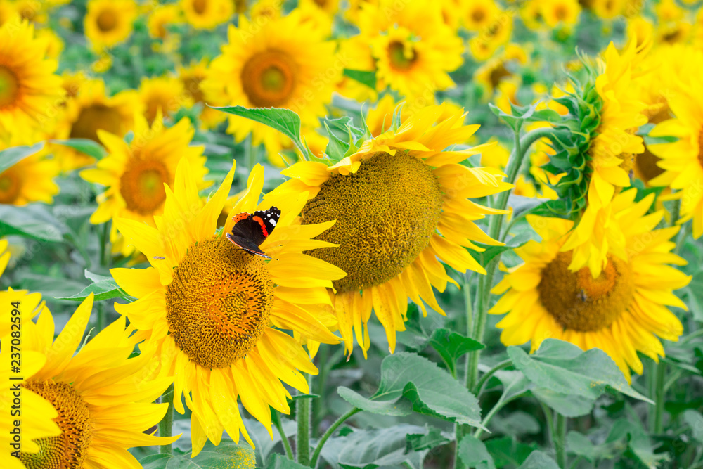 Fototapeta premium Colorful red black butterfly flying on yellow sunflowers on field