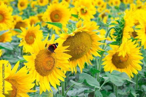 Fototapeta Naklejka Na Ścianę i Meble -  Colorful red black butterfly flying on yellow sunflowers on field