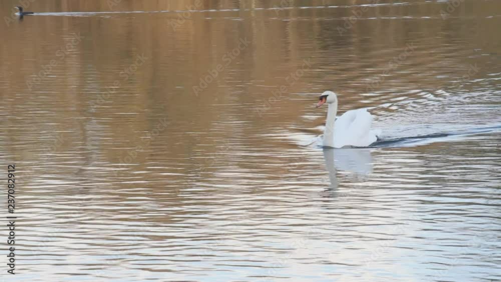 Swans, ducks, seagulls and grey heron wild birds swimming in a lake and river with colourful autumn trees reflection