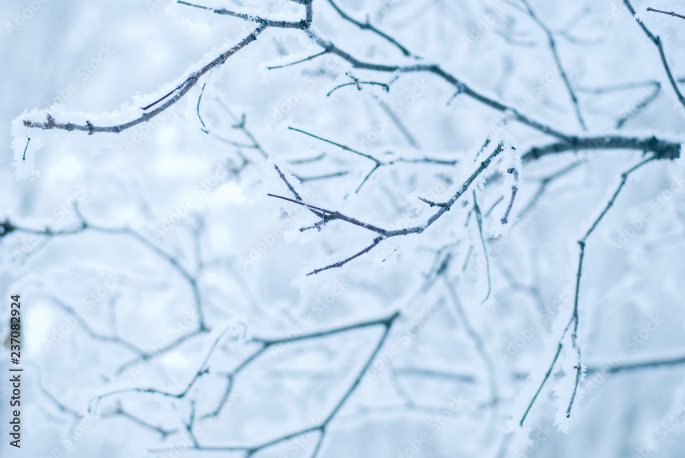 branches of trees in the snow, winter forest branches of trees in the snow, winter forest