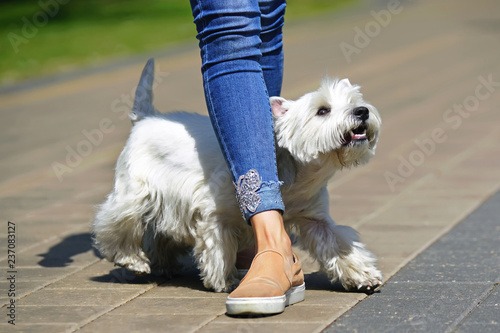 Happy West Highland White Terrier dog weaving around owner's legs in a city park in summer