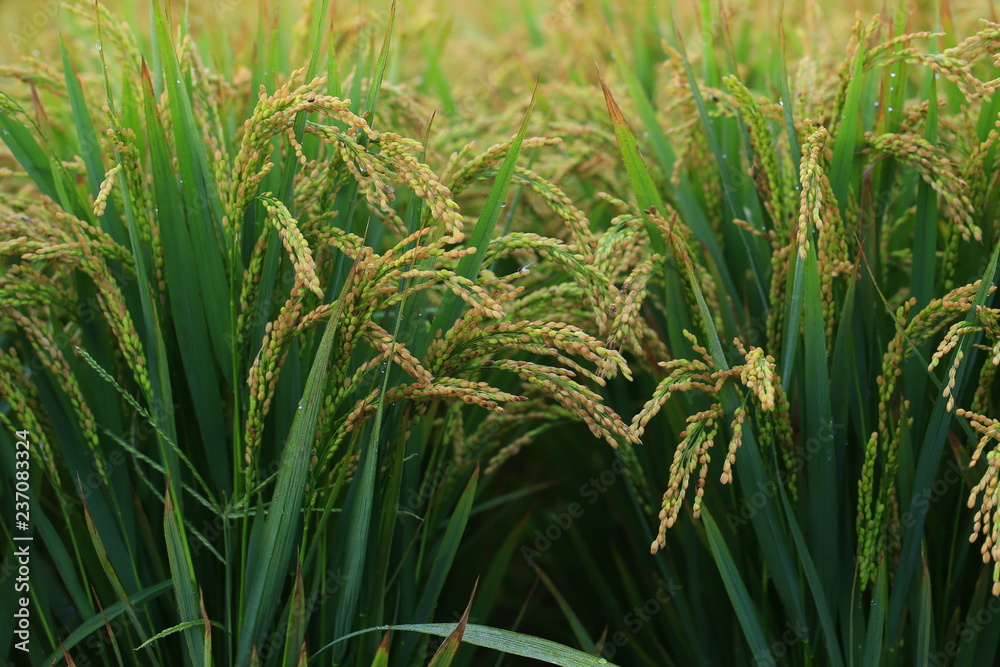 The autumn rice fields The autumn rice fields