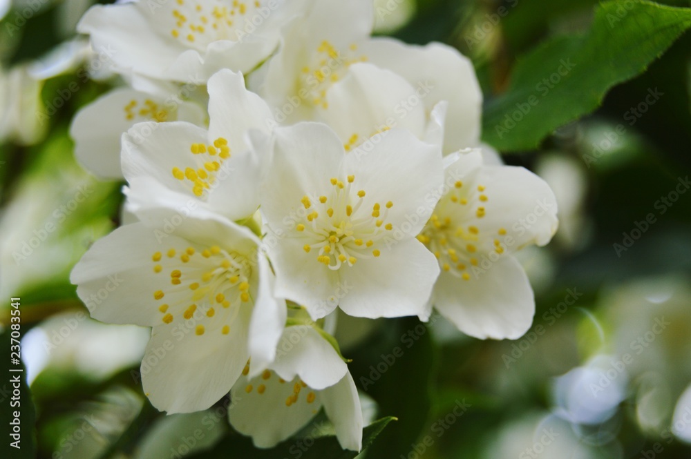 Obraz premium Kwiaty jaśminu