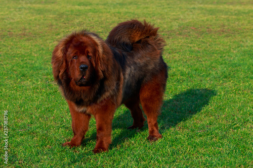 Dog breed Tibetan mastiff photo