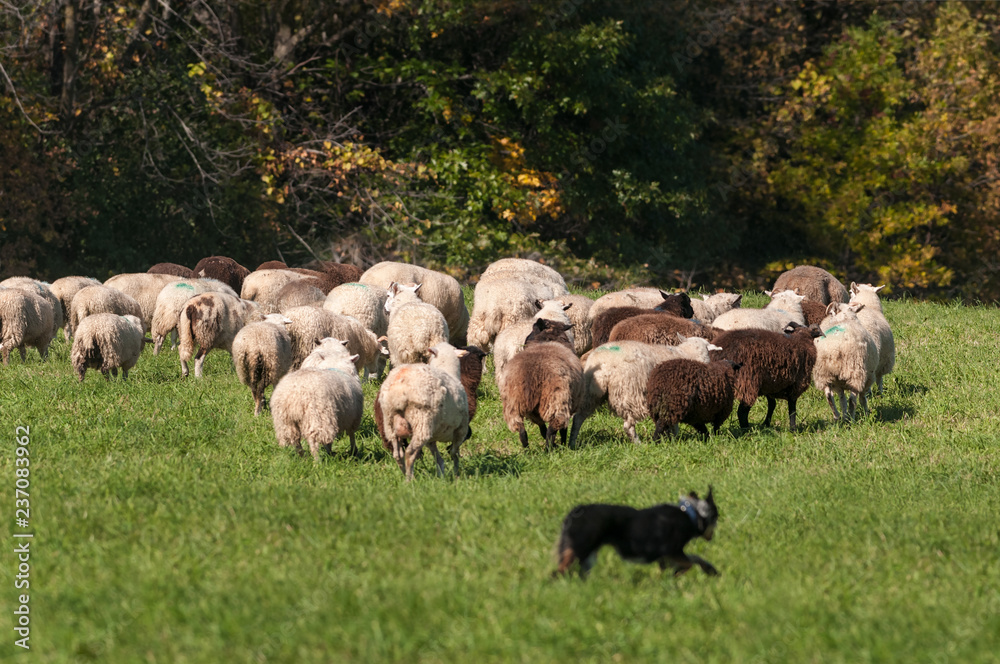 Stock Dog Runs Around Large Herd of Sheep (Ovis aries) Stock Dog Runs Around Large Herd of Sheep (Ovis aries)